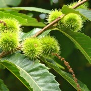 Каштан їстівний (Castanea sativa)